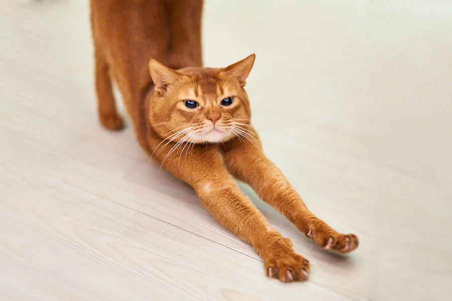 dog grooming drying box