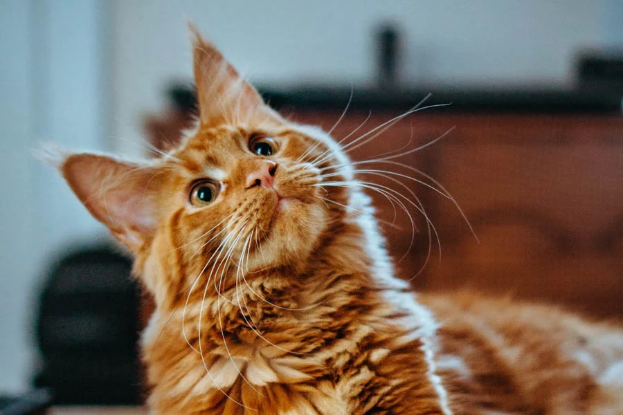 pet dryer box review